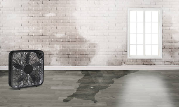 Water damage restoration mold remediation in FL